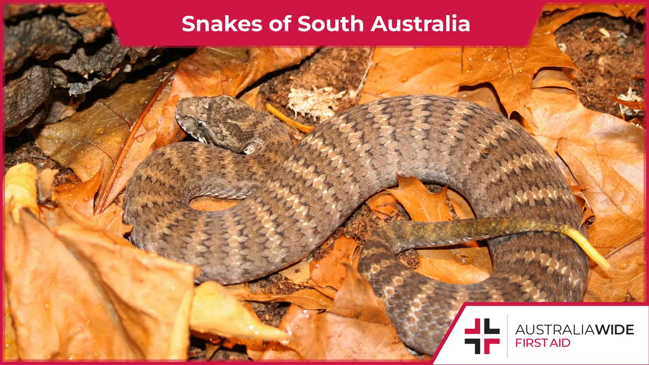 Snakes of South Australia