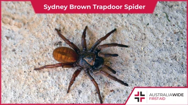 Sydney Brown Trapdoor Spider